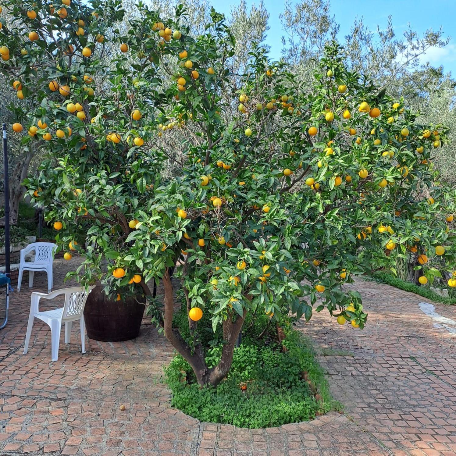 Villa Gatto Rometta Marea Exteriér fotografie